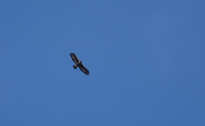 foto brutte 6: Aquila chrysaetos - Accipitridae (Aquila reale)